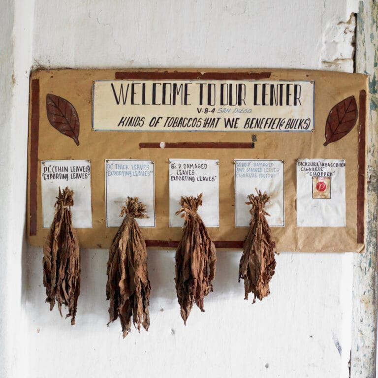 Cigar Manufacturer Explores Cigar Tobacco Varieties